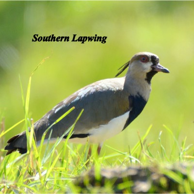 Southern Lapwing